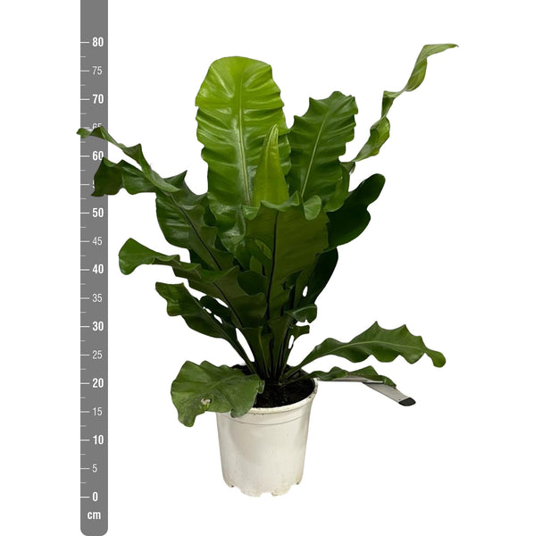 Asplenium Nidum - 80cm