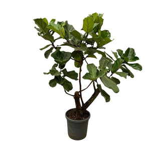 Ficus Lyrata Bonsai bush - 160cm