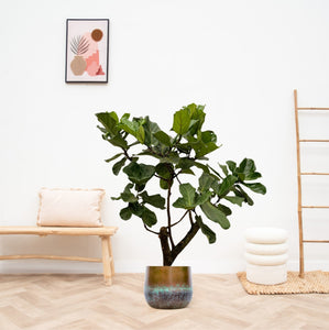 Ficus Lyrata Bonsai bush - 160cm