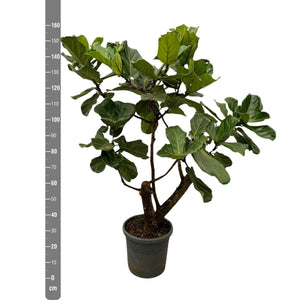 Ficus Lyrata Bonsai bush - 160cm