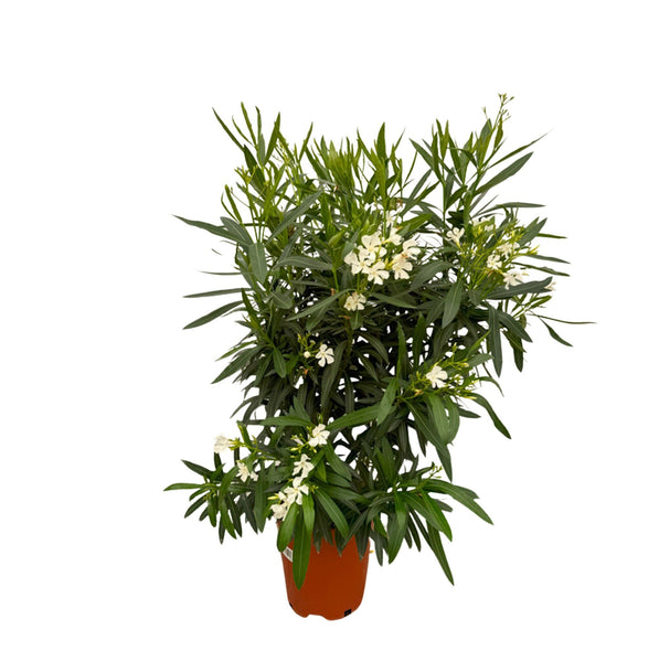 Nerium Oleander bush - 160cm