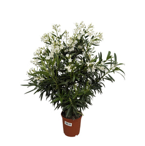 Nerium Oleander bush - 130cm