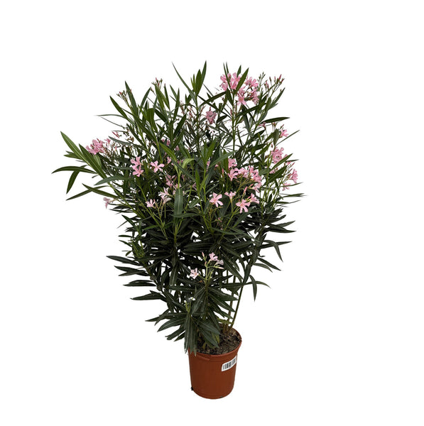 Nerium Oleander bush - 130cm