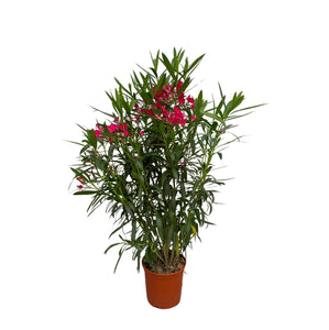 Nerium Oleander bush - 130cm