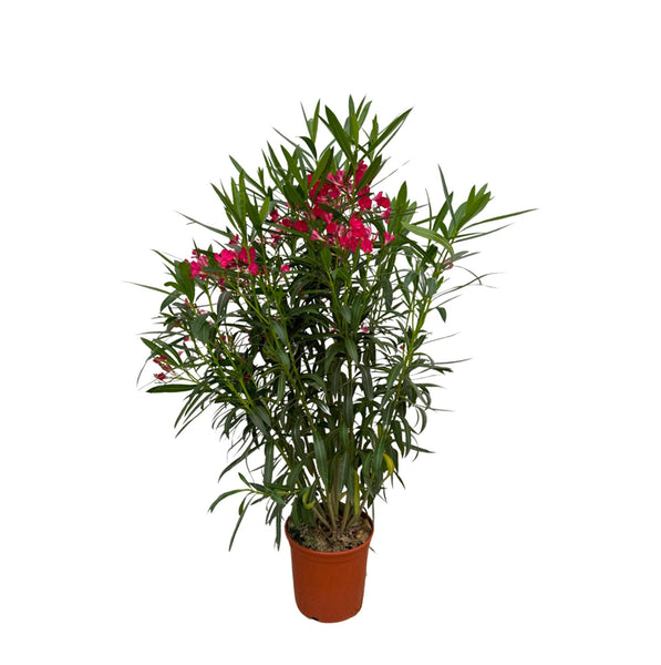 Nerium Oleander bush - 130cm