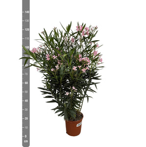 Nerium Oleander bush - 130cm