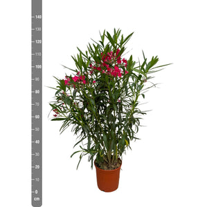 Nerium Oleander bush - 130cm