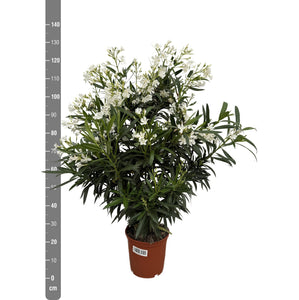 Nerium Oleander bush - 130cm