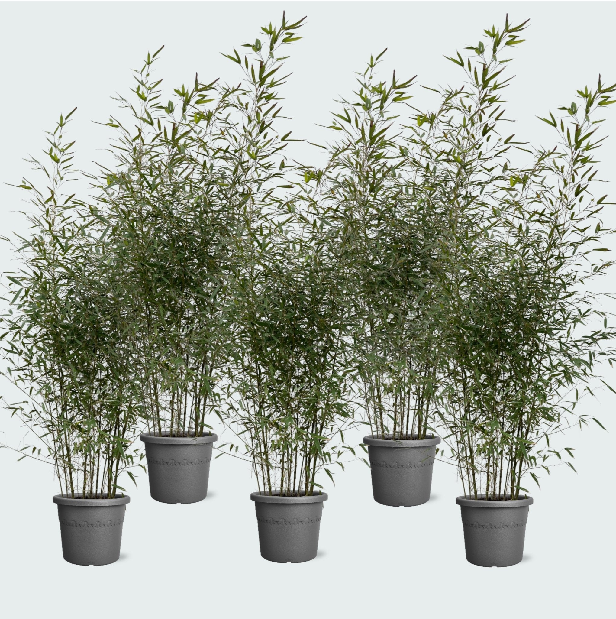 floraconcepts_image_1741364684