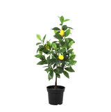 Product afbeelding 7