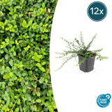 Product afbeelding 7