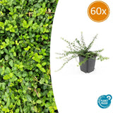 Product afbeelding 10