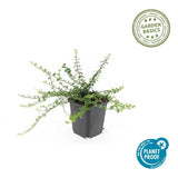 Product afbeelding 2