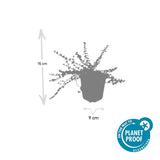 Product afbeelding 3