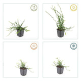 Product afbeelding 4