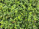 Product afbeelding 5