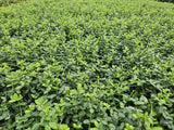 Product afbeelding 6