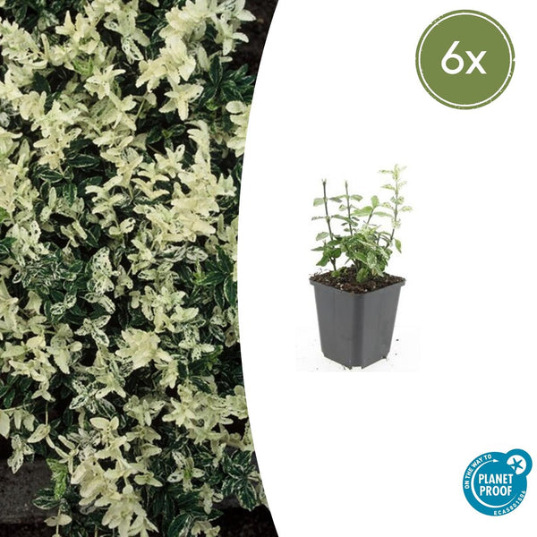 Euonymus fortunei 'Harlequin' - 20cm kopen bij Green Bubble