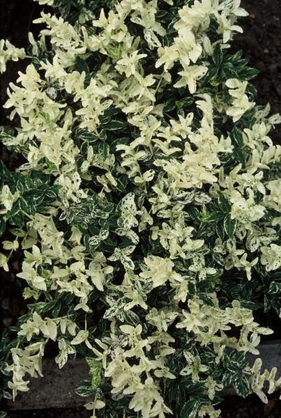Euonymus fortunei 'Harlequin' - 20cm