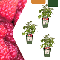 Organiczne sadzonki malin - 20 cm