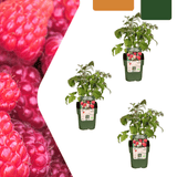 Product afbeelding 1