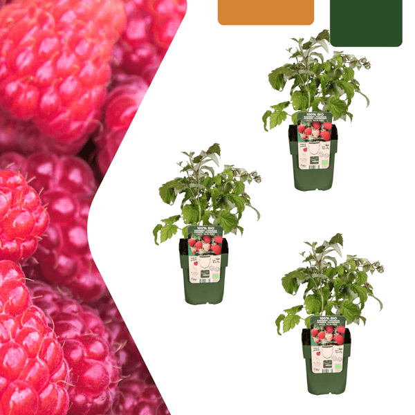 Biologische frambozenplanten - 20cm