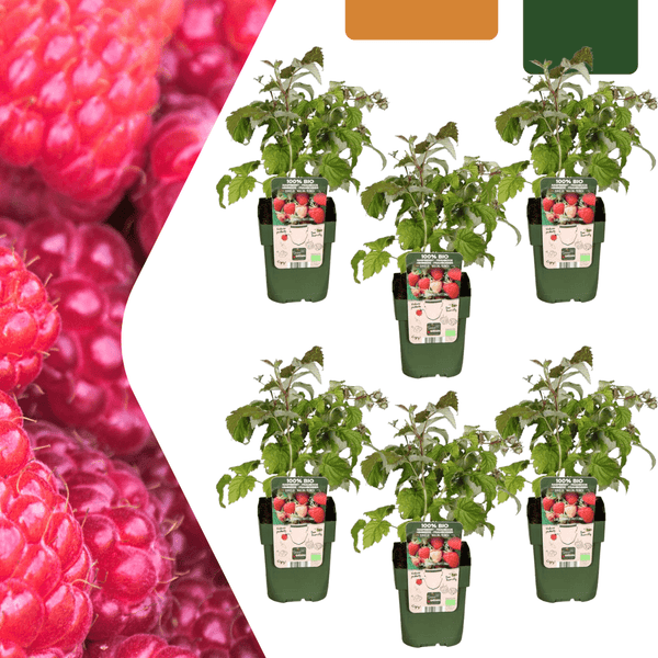 Biologische frambozenplanten - 20cm