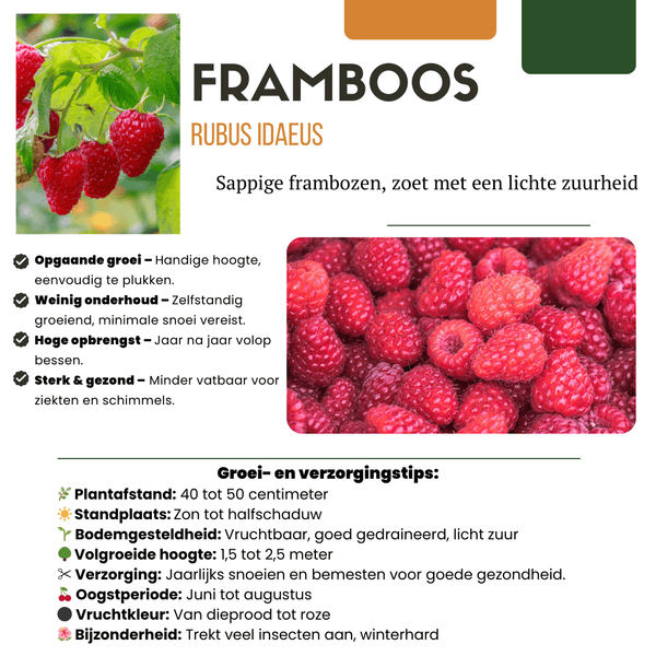 Biologische frambozenplanten - 20cm