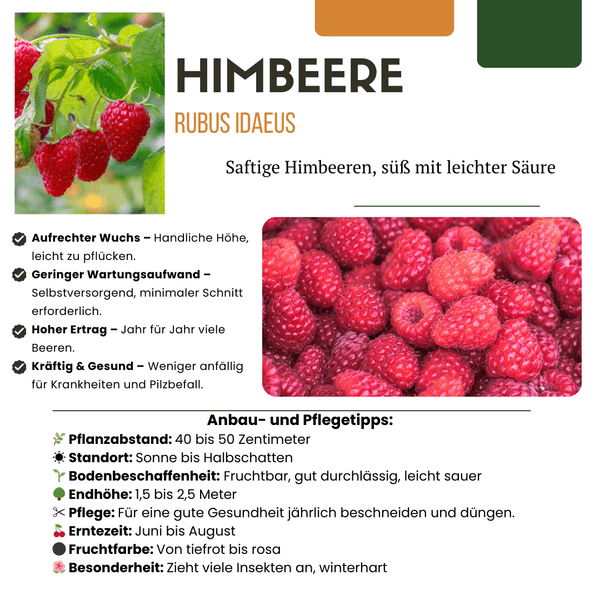 Biologische frambozenplanten - 20cm