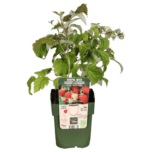 Biologische frambozenplanten - 20cm