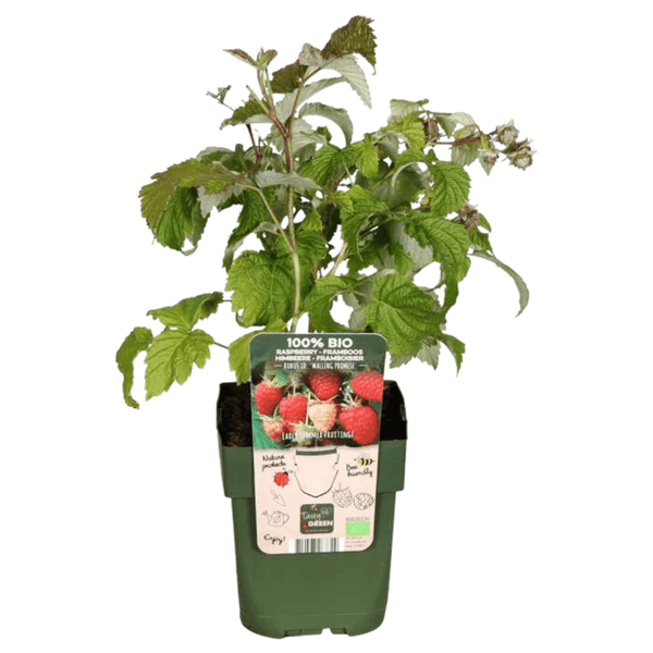 Biologische frambozenplanten - 20cm
