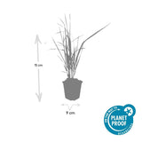 Product afbeelding 3