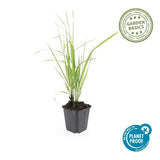 Product afbeelding 5