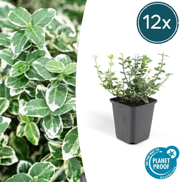 Euonymus 'Emerald 'n Gaity' - 20cm