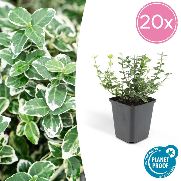 Euonymus 'Emerald 'n Gaity' - 20cm