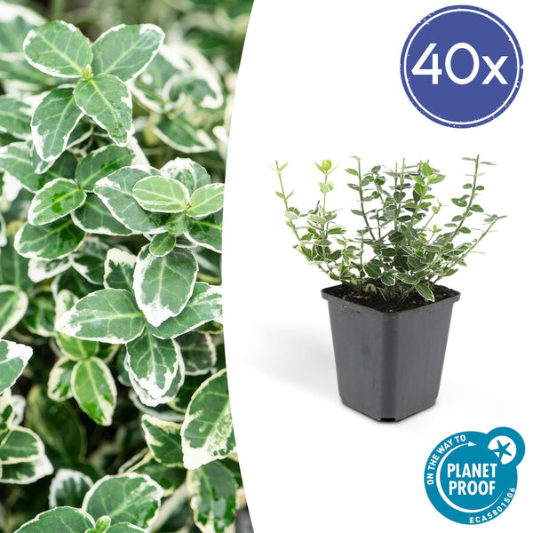 Euonymus 'Emerald 'n Gaity' - 20cm