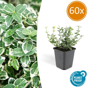 Euonymus 'Emerald 'n Gaity' - 20cm