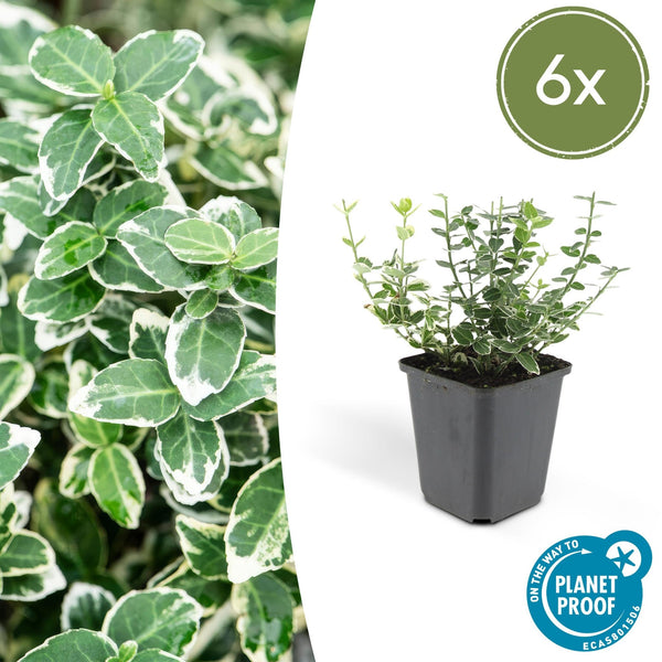 Euonymus 'Emerald 'n Gaity' - 20cm kopen bij Green Bubble