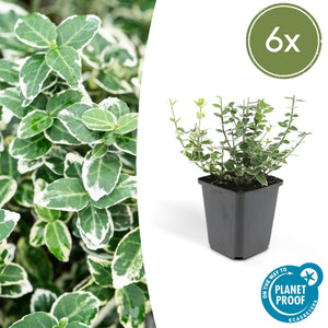 Euonymus 'Emerald 'n Gaity' - 20cm