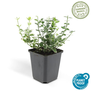 Euonymus 'Emerald 'n Gaity' - 20cm