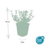 Product afbeelding 3
