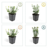 Product afbeelding 4