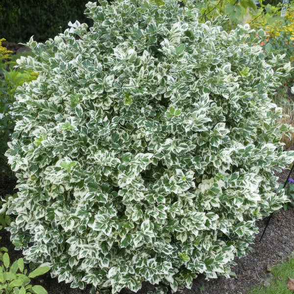 Euonymus 'Emerald 'n Gaity' - 20cm