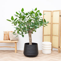 Ficus Benghalensis árbol de luxe - 200cm
