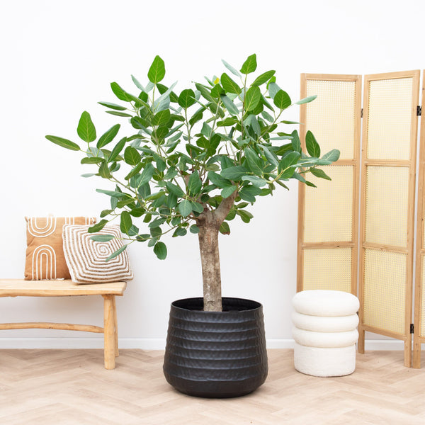 Ficus Benghalensis Audrey Bonsai stam - 160cm