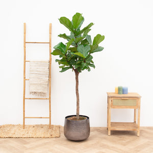 Ficus Lyrata tree XL - 170cm