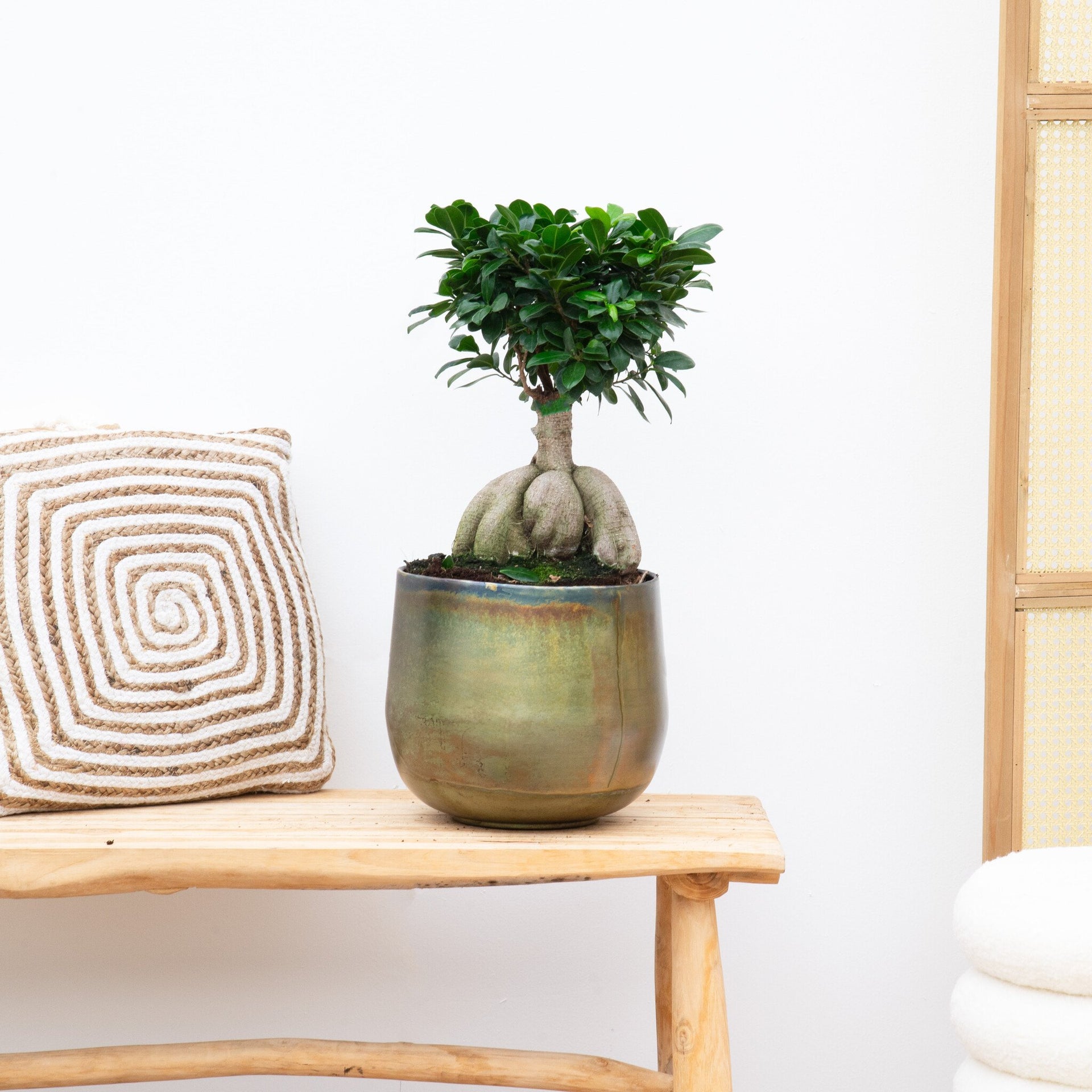 Ficus Ginseng kopen? ✔️ Tot 44% korting Ficus Ginseng kopen? ✔️ Tot 44% korting
