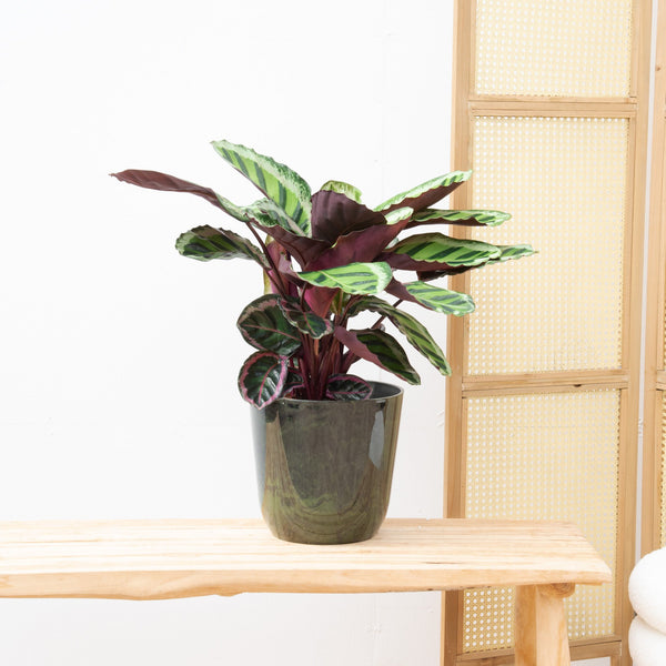 Calathea Angela - 70cm