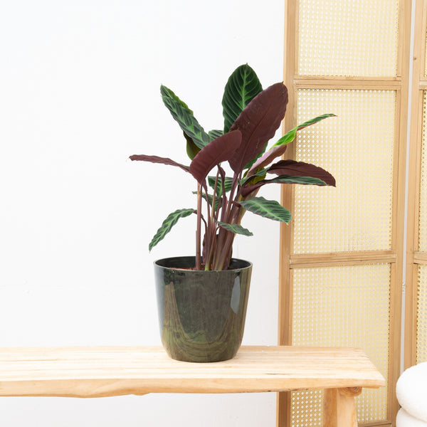 Calathea Warscewiczii - 70cm