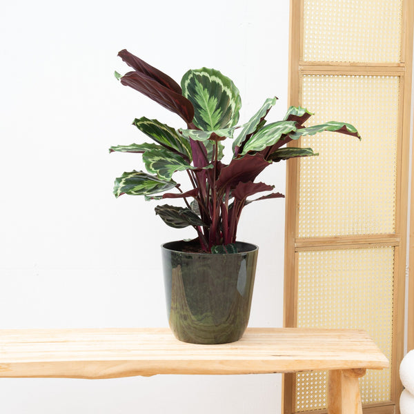 Calathea Medaillon - 70 cm kopen bij Green Bubble